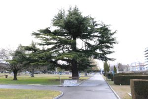 Cimetière de Châtelaine